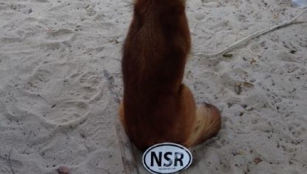 NSR-dog